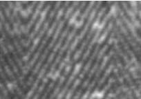 Agrandissement montrant l'armure en chevrons du tissu du Suaire. On voit ici l'endroit du tissu,  prdominance de fils de chane. La largeur relle de la partie photographie est d'environ 2 cm.   (3840 octets)